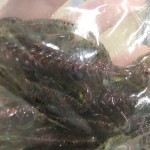 DSCF5104